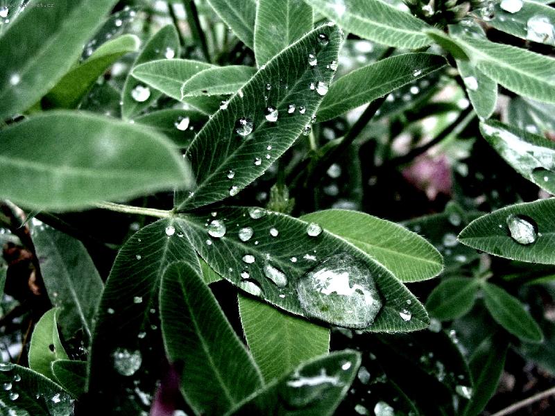 Foto: kapka rosy-Rann� kapky :-)