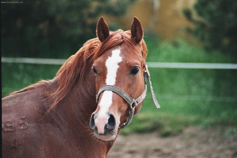 Foto: kon�k-h�ebec ve volnosti, h�eb��n B�bolna-HUN