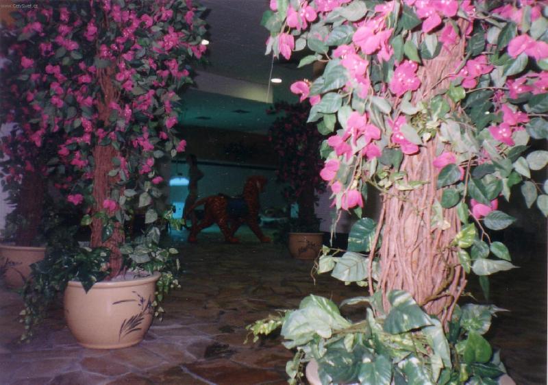 Foto: kv�ty strom�