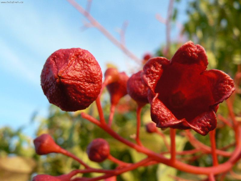 Foto: Kv�t oce�nie