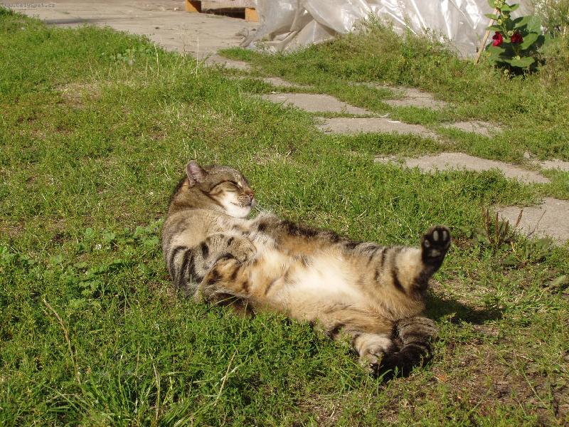 Foto: Rozcvi�ka nebo o�ista?-Sta�enka