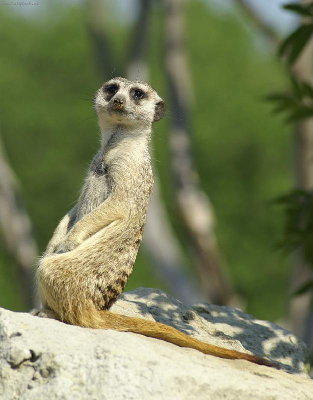 Foto: Surikata-v Pra�sk� ZOO