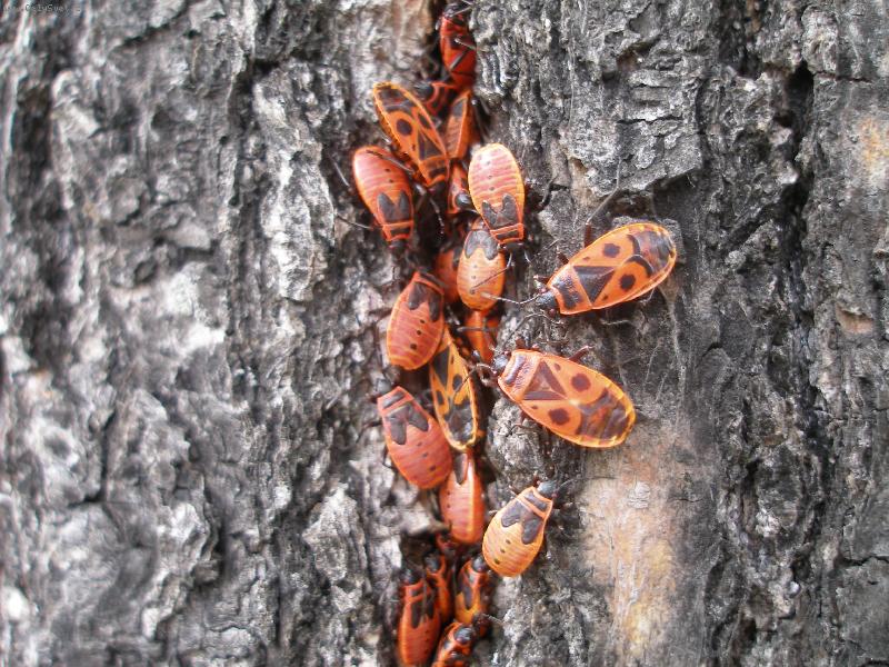 Foto: plo�tice-cestovatel�