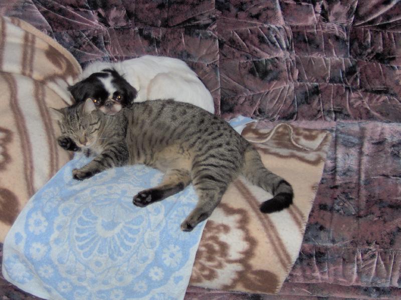 Foto: domaci pohoda-Zanetka a Cipisek