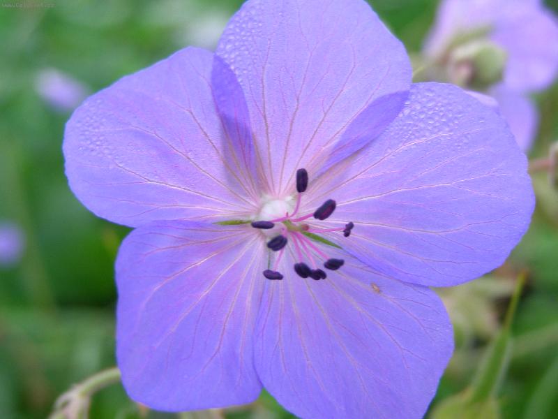 Foto: modr� kv�tinka