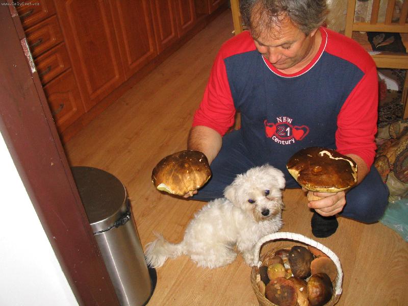 Foto: houbov� hody-leto�n� uroda