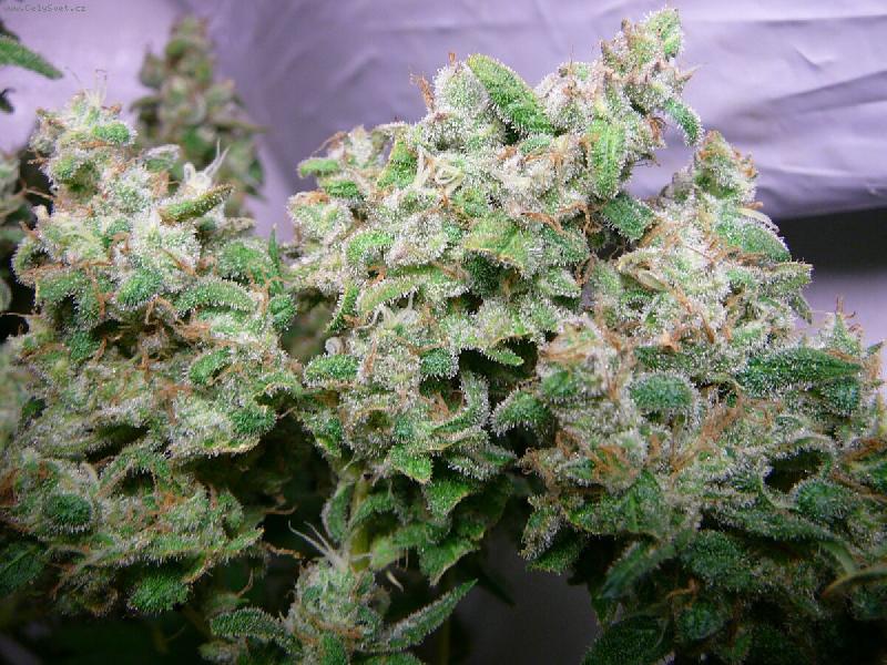 Foto: zasm�jte se taky-indoor, po po�it� vznik� nezapomenutelna EUF�RIE