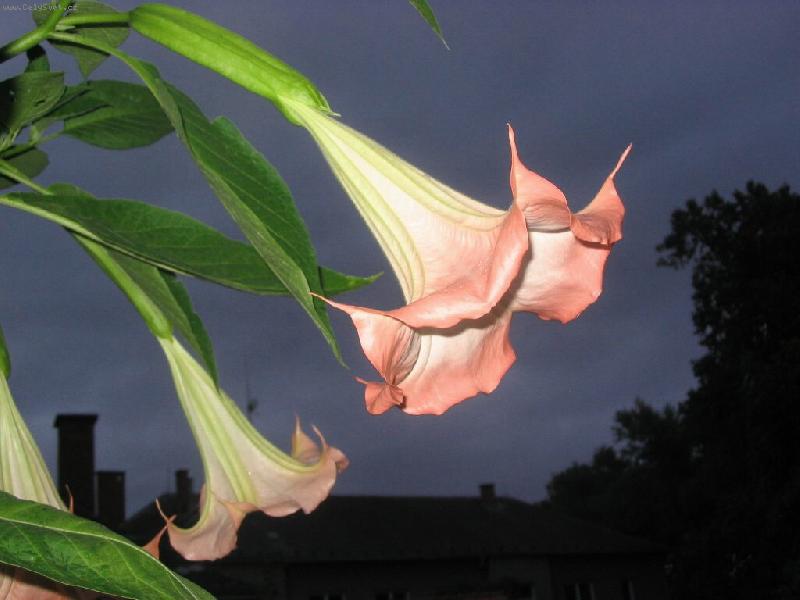 Foto: tajemn� kr�sa-durman v podve�er