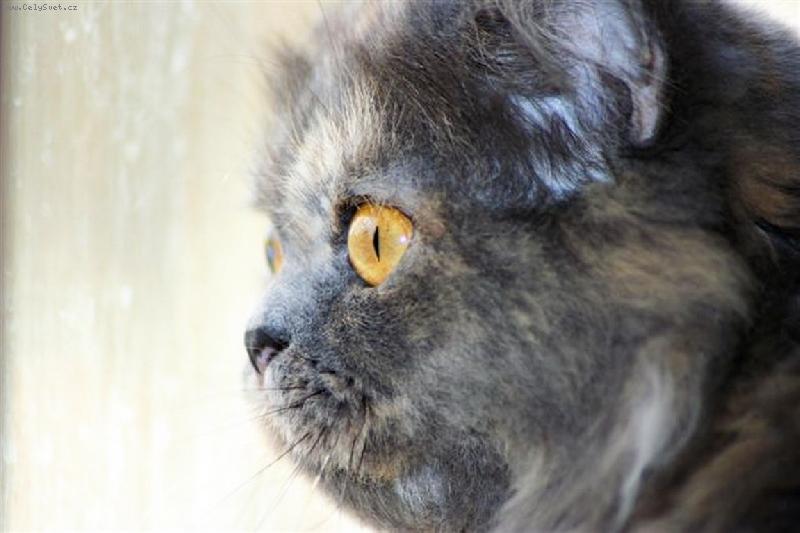 Foto: PROFIL-na�e princezna