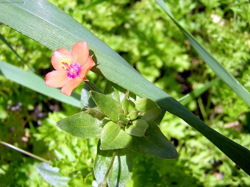 Foto: V jednoduchosti je kr�sa...