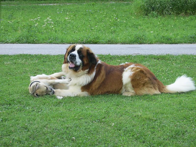 Foto: Bucci-Snad by jsi se necht�l pr�t.... ?