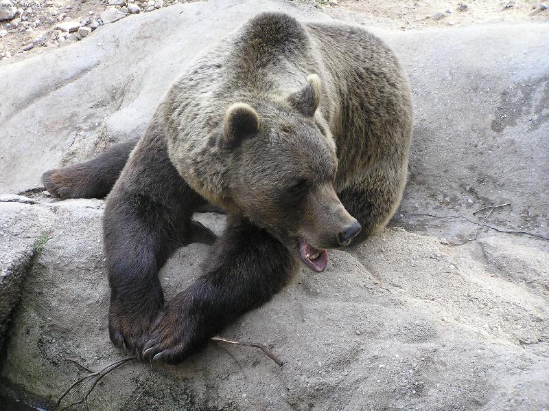 Foto: Medv�d hn�d� - z ve�ern��ku od Chaloupky-Ne�vi na m� ....