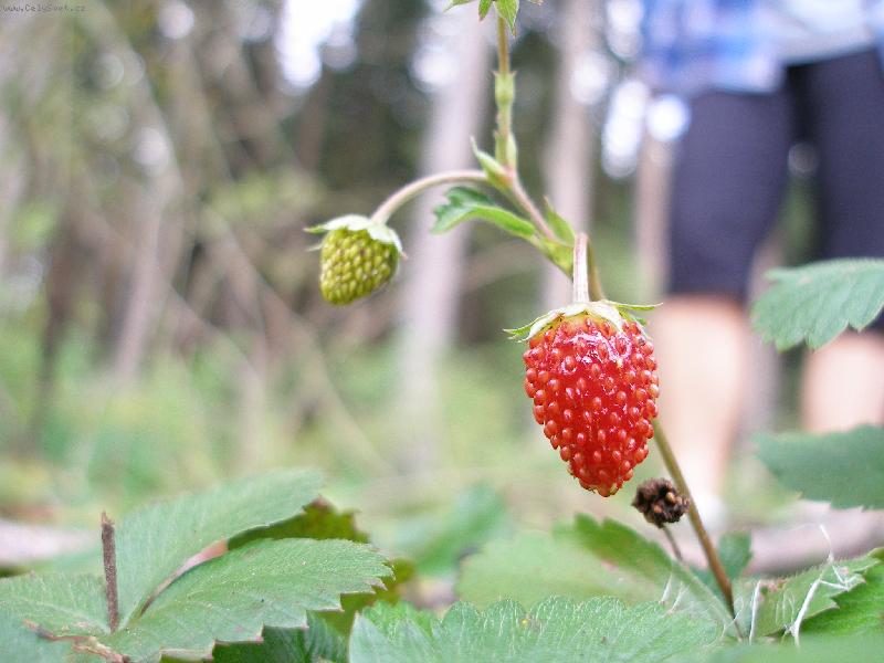 Foto: Jahoda lesn�-No nejsem k se�r�n�