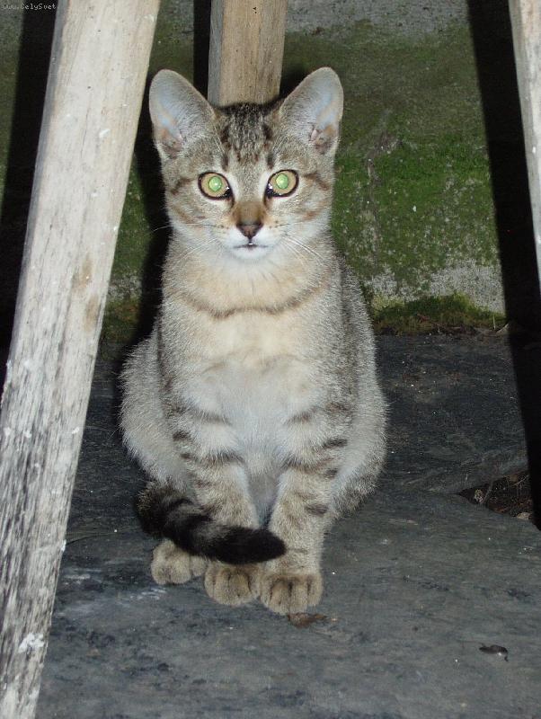 Foto: co chce�?-�i�inka