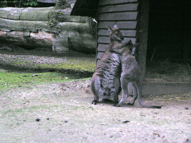 Foto: P�eperu t�!