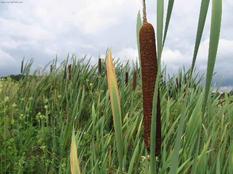 Foto: orobinec-v jednoduchosti je kr�sa...