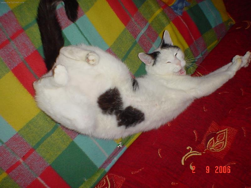 Foto: N� kocour se sm�je-Foceno SONY  DSC -20