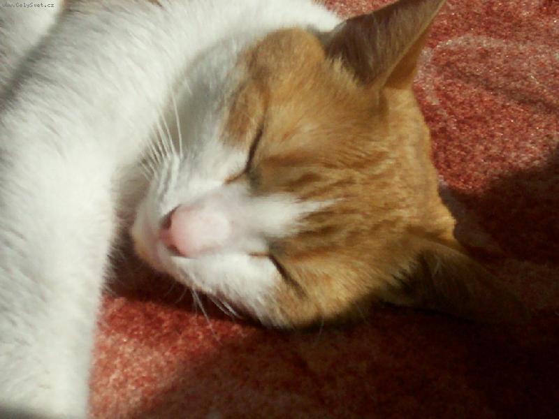 Foto: Mazl��ek-j�� j� se mus�m prot�hnout