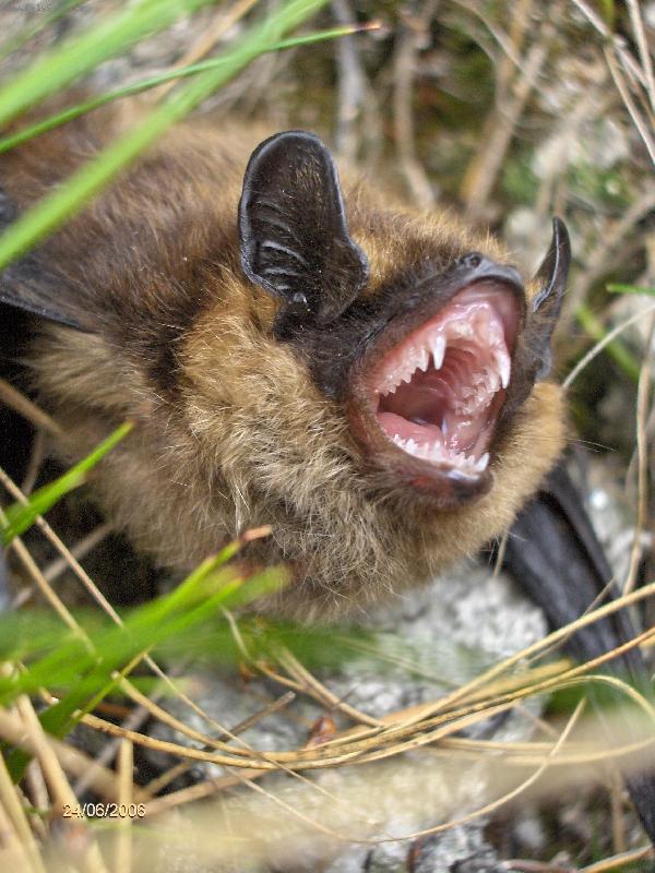 Foto: Netop�r-Slovensko - Roh��sk� ��bl�k