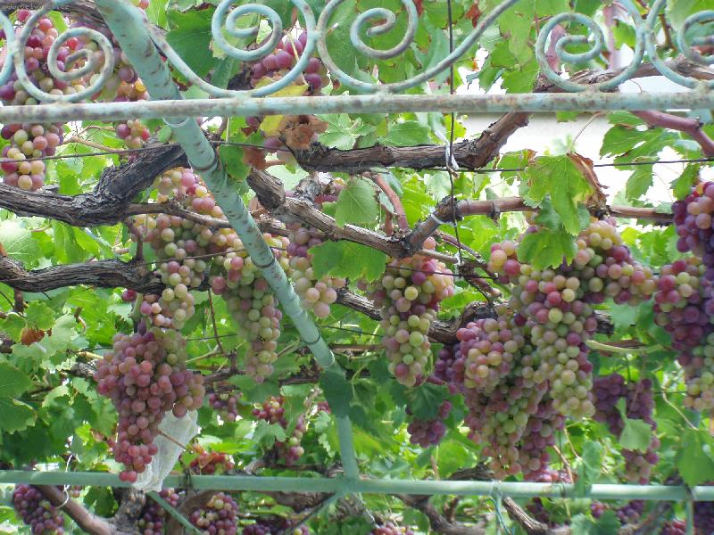 Foto: Hroznov� v�no