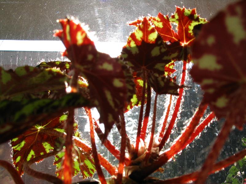 Foto: JANA-HRA SV�TLA