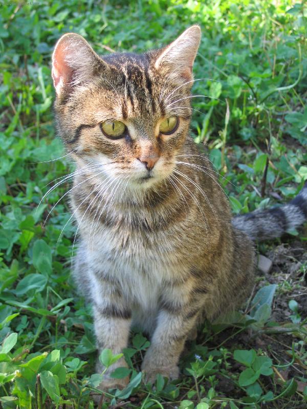 Foto: Ad�lka-Zamy�len� ko�i�ka Ad�lka