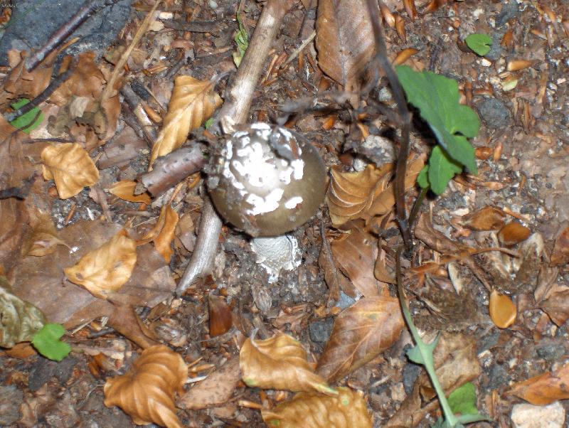 Foto: Posledn� sma�enice