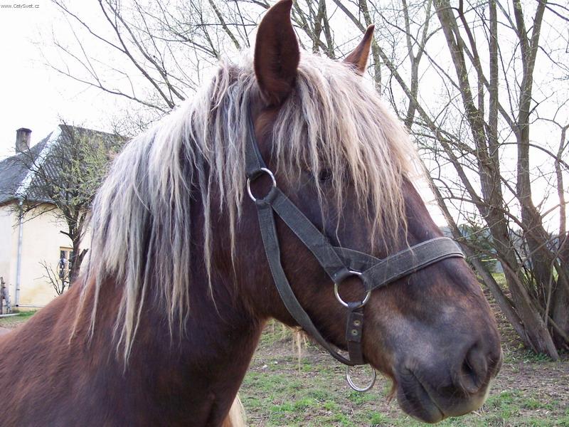 Foto: V�raz inteligence-n�hodn� fotografie