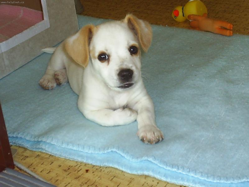 Foto: Corky-p�zuj�c� pes :)