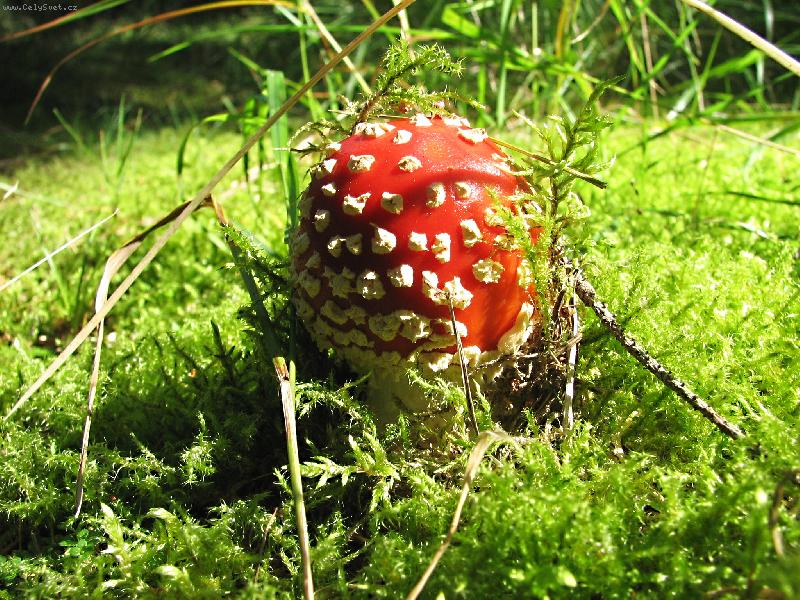 Foto: Lesn� kr�ska