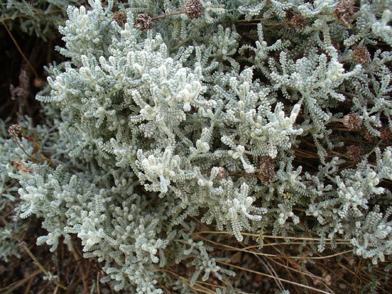 Foto: Co n�m to tu vyrostlo-�koda, �e z fotky nen� c�tit, jak von�m.