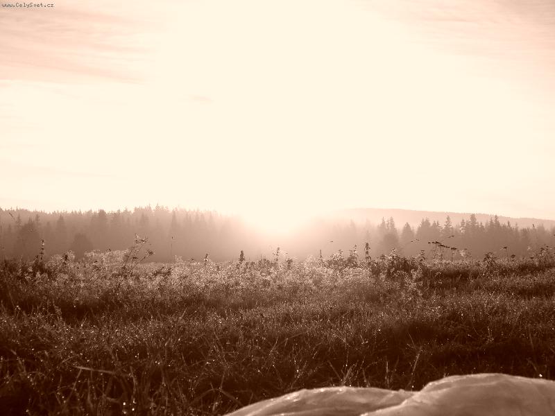 Foto: ma Sumavska kop�iva-koralkova kop�iva