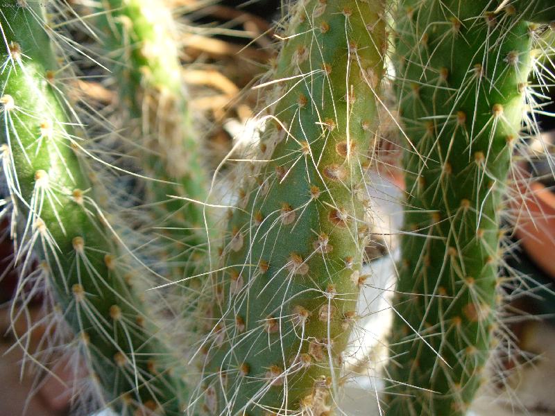 Foto: Kaktus-Na ostnatou kr�su se nesm� zapom�nat