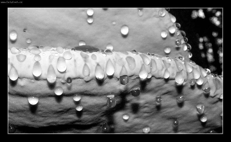 Foto: Kdy� p��roda pl��e