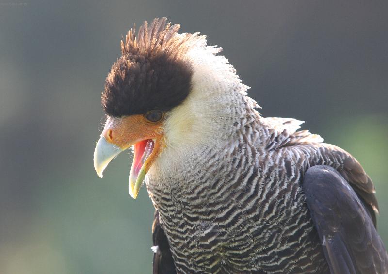 Foto: Karan�o ji�n�-Karan�o ji�n�-foceno z�meck� park Lednice