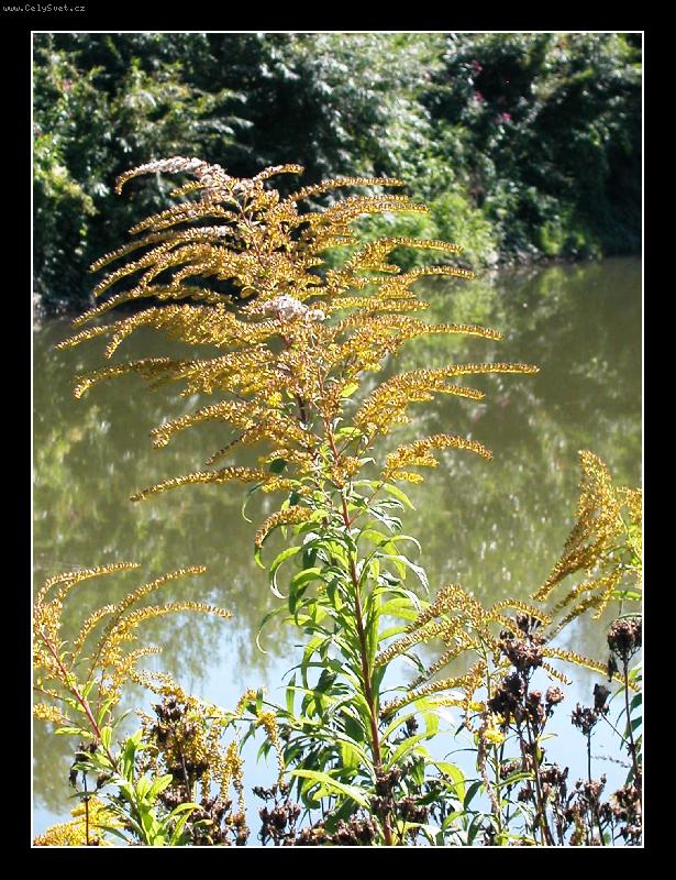 Foto: Rostlina u �eky