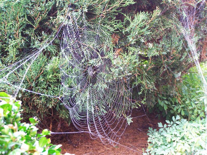 Foto: Ve spleti pavu�in...-... r�no na zahrad�