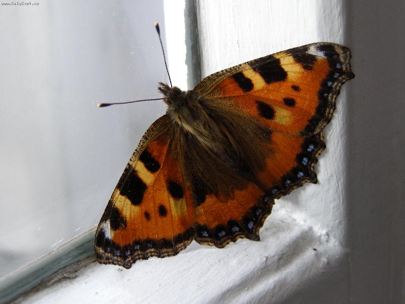 Foto: Mot�l ...-... na n�v�t�v� v lo�nici