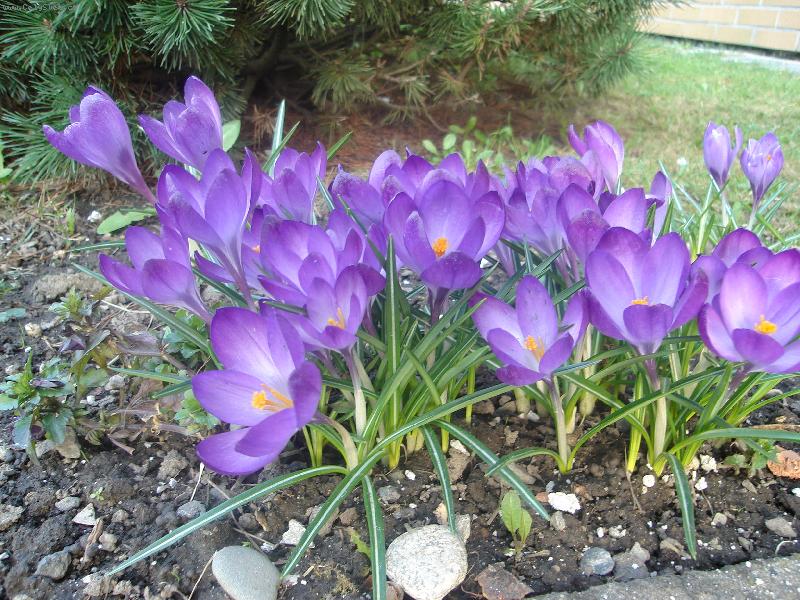 Foto: Modr� je dobr�-Krokus