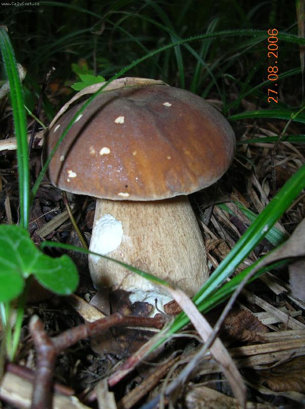 Foto: H��be�ek