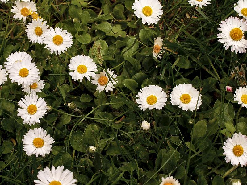 Foto: Sedmikr�sky-v jednoduchosti je kr�sa