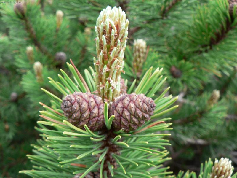 Foto: �i�ti�ky