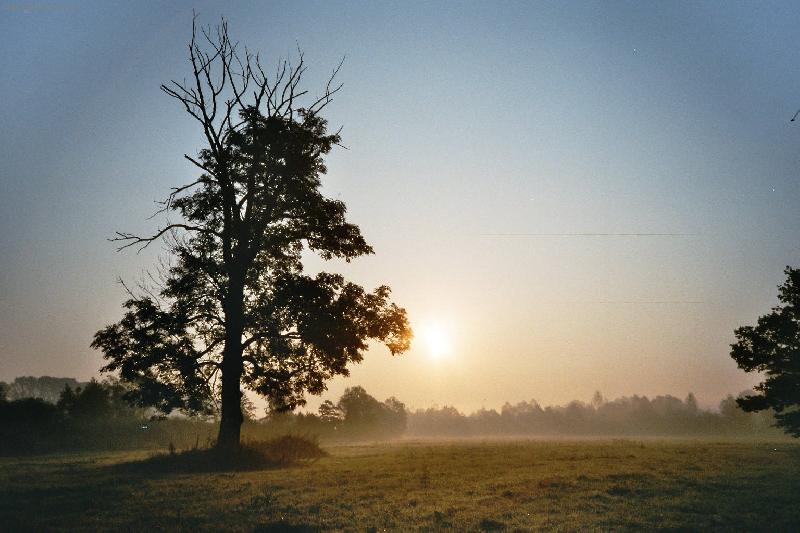 Foto: Osam�l� strom v mlze