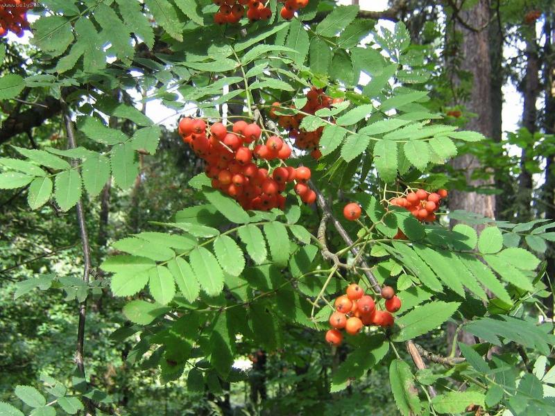 Foto: Podzim se hl�s�...-Je�abina