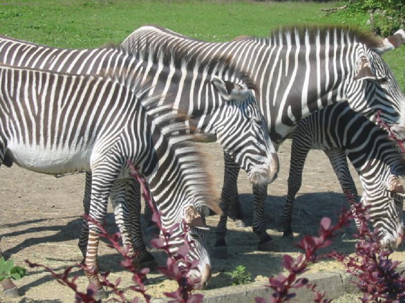 Foto: zebry-rodinka zeber