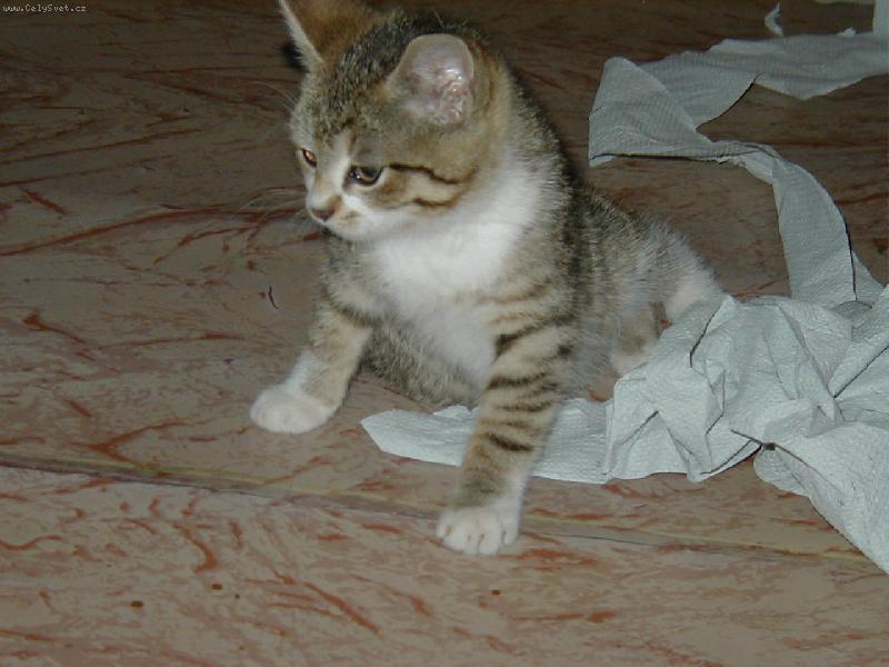 Foto: Kot� hra�i�ka-Jen v�d�t jak to pou��t