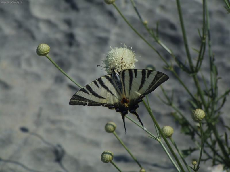 Foto: Chorvatsk� mot�l