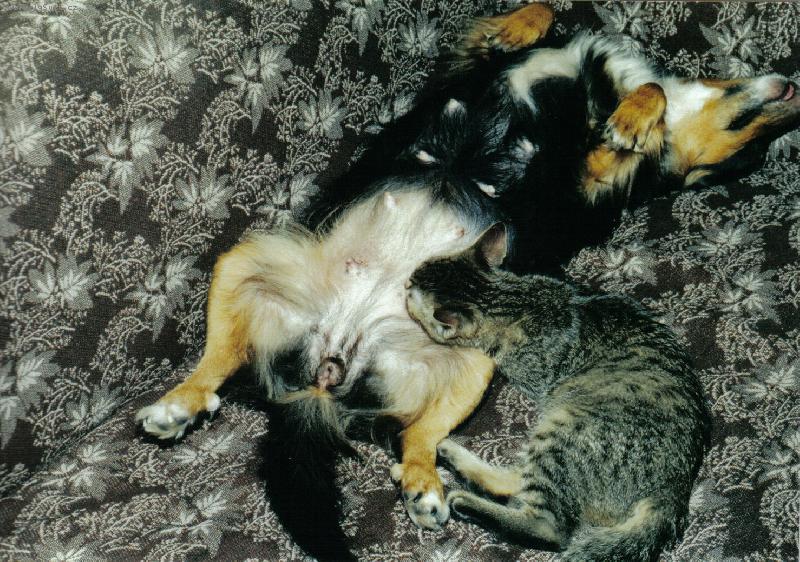 Foto: N�hradn� mamina-Asta p�i krmen�