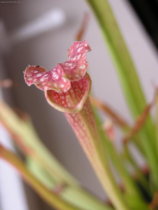Foto: sarracenia leucophila-maso�ravka :-)