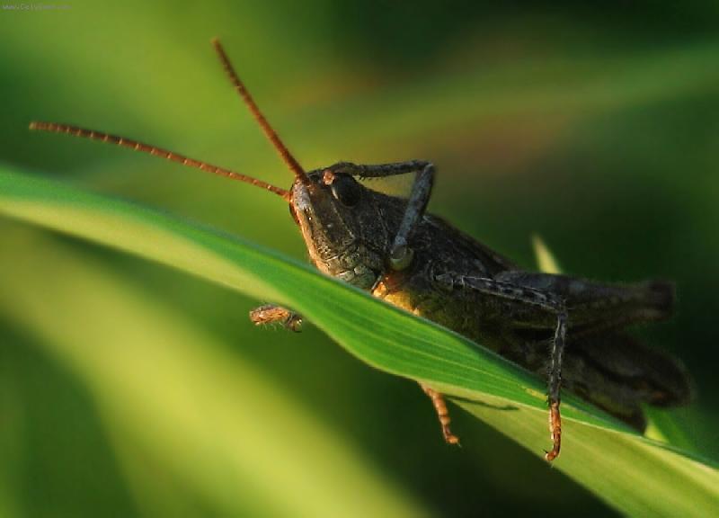 Foto: bolehlav-co se d�je v tr�v�